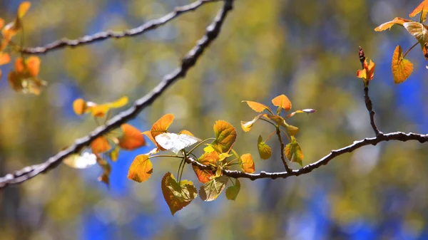 近距离拍摄的甜桦木叶 — 图库照片