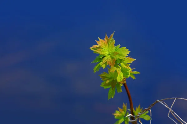 Feuilles Fraîchement Cultivées Printemps — Photo