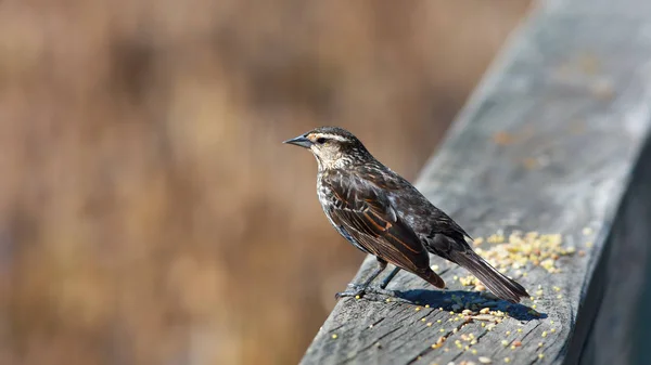Robin Kuş Çit — Stok fotoğraf