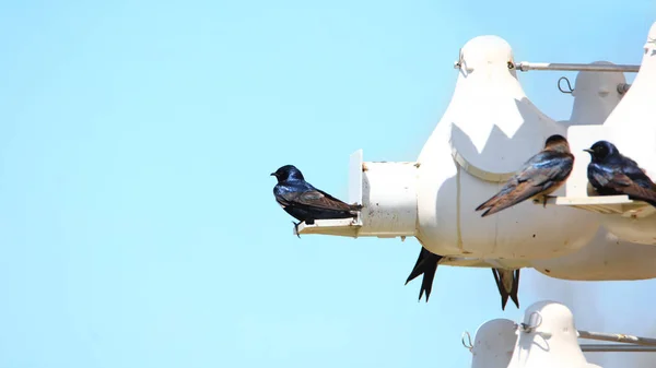 Avaler Les Oiseaux Dans Leur Nid — Photo