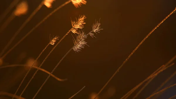 Wysoka Trawa Podświetlana Złotym Światłem — Zdjęcie stockowe