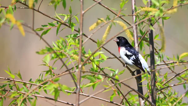 Ağaç Dalı Üzerinde Gül Brested Grosbeak Kuş — Stok fotoğraf