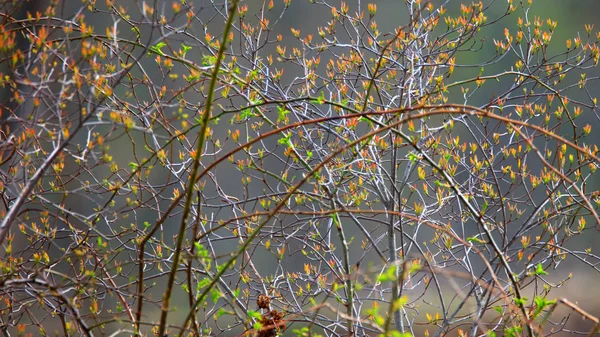 Цветущее Весеннее Дерево Фоне Небольшой Глубиной Резкости — стоковое фото