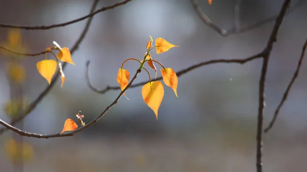 Close Shot Sweet Birch Leaves — Stock Photo, Image