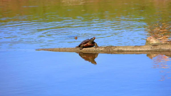 Tortuga Trepando Por Suelo Cerca Del Lago —  Fotos de Stock