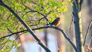 bir ağaç dalı Robin kuş