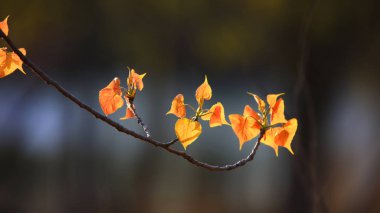 Tatlı huş ağacı yaprakları atış kapatmak