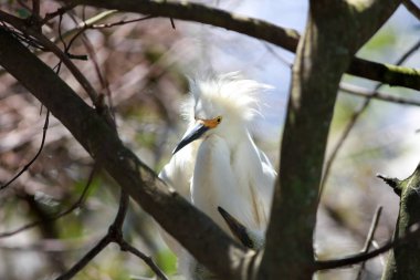 Yuvada iki bebek kar beyaz egrets