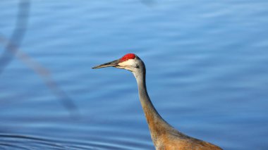 Bataklık arazi kum tepe vinç