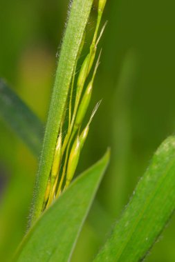 Ot ve saman aşırı yakın çekim
