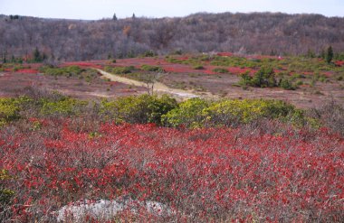 Sonbahar da Batı Virginia Dolly Sods manzara