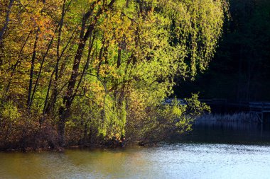 İlkbaharda göl kenarında taze ağaçlar