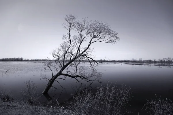 Tree Lake Side Monochrome — Stock Photo, Image