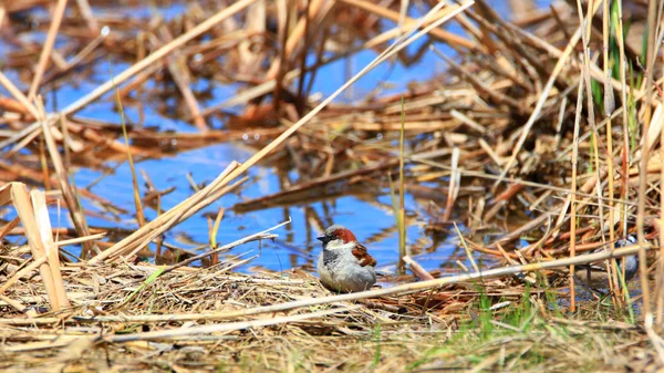 Svart Utjämnade Chickadee Bird Pöl — Stockfoto