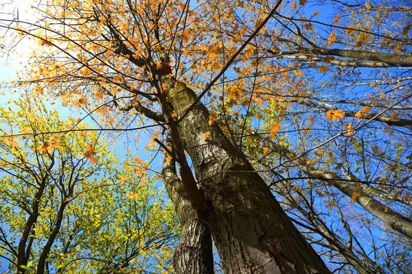 Tall Lönnträd Med Färska Blad Våren — Stockfoto