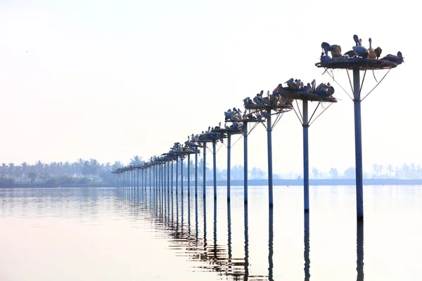 Pélicans Sanctuaire Oiseaux Kolleru Andhra Pradesh Inde — Photo