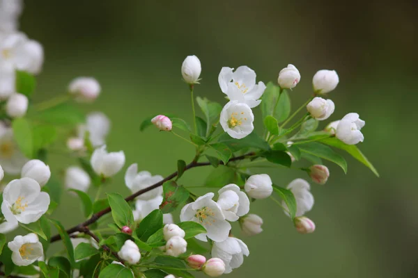 Close Shot Apple Blossom — Stock Photo, Image