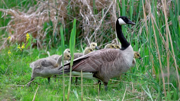 Canadian Goose Goslings Pond — Stock Photo, Image
