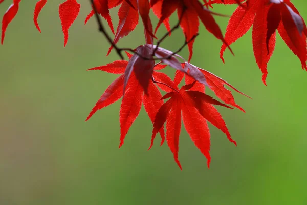 Κόκκινα Ιαπωνικά Φύλλα Σφενδάμου Πράσινο Φόντο — Φωτογραφία Αρχείου