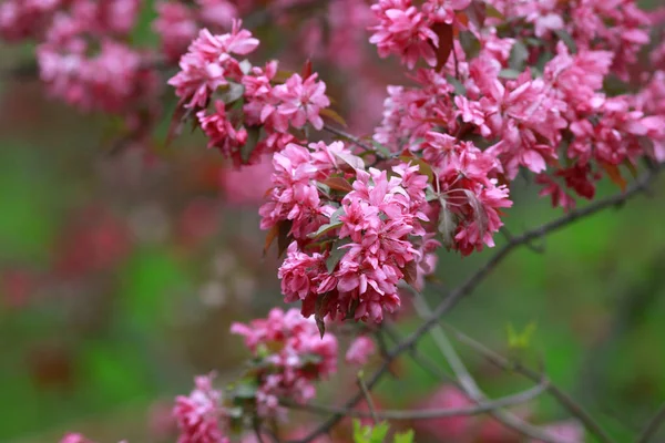 Fresh Flowers Tree Spring Time — Stock Photo, Image