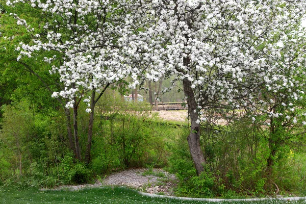 Spring Bloom Äppelträd — Stockfoto