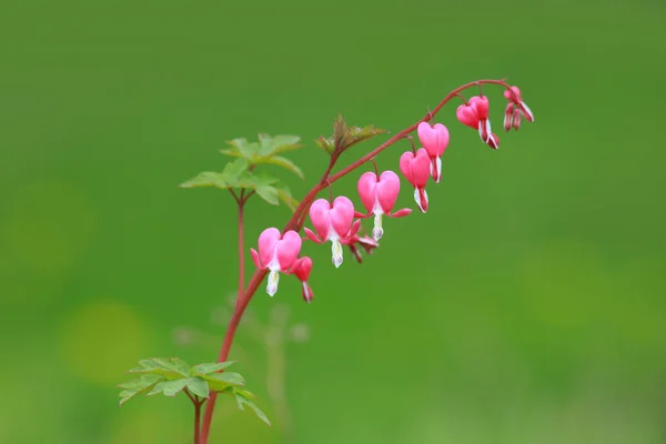 Saignement Des Fleurs Cœur Dans Jardin — Photo