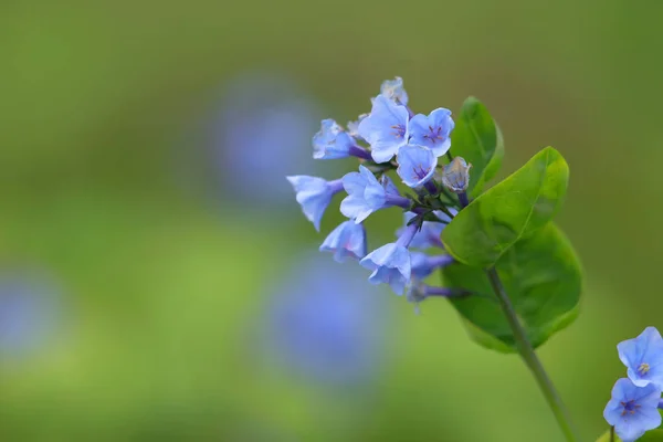 Beautiful Tiny Summer Blue Flowers — Stock Photo, Image