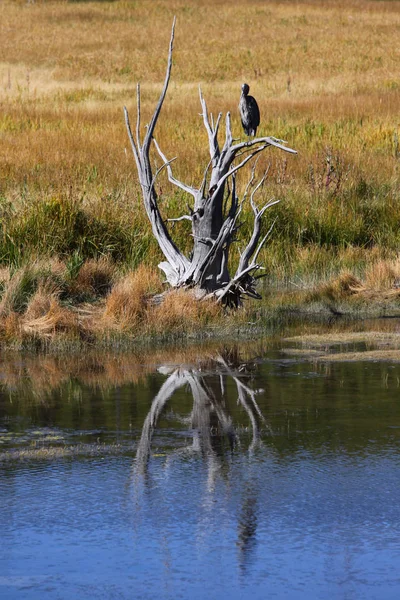 Single Blue Heron Tree Yellowstone National Park — Stock Photo, Image