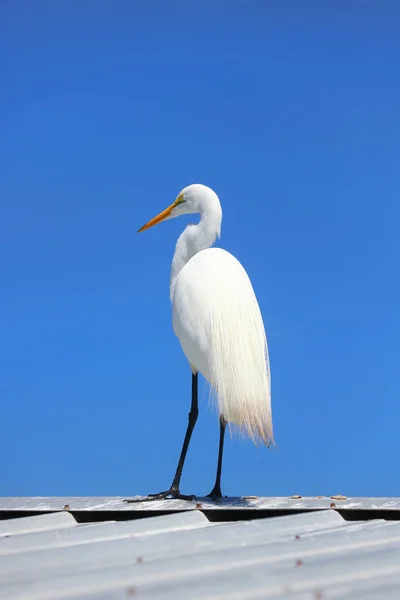 Foto Ravvicinata Egret Biancaneve Contro Cielo Blu — Foto Stock