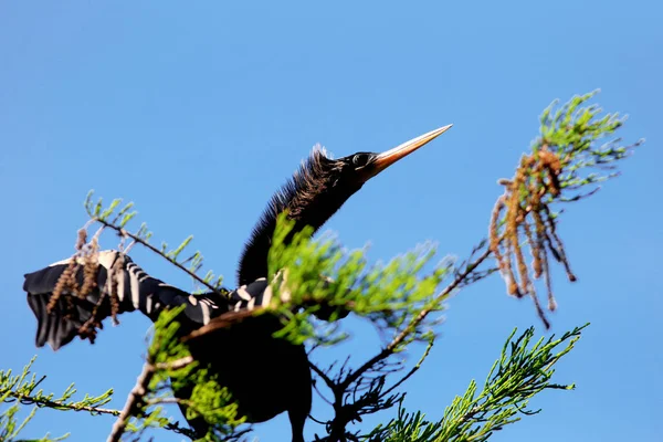 Anhinga Vogel Auf Dem Ast Aus Nächster Nähe — Stockfoto