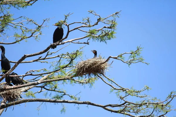 Anhinga Ptak Gałęzi Drzewa Bliska — Zdjęcie stockowe