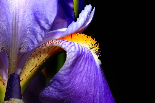 Ekstremalne Zbliżenie Zdjęcie Kwiatu Iris — Zdjęcie stockowe