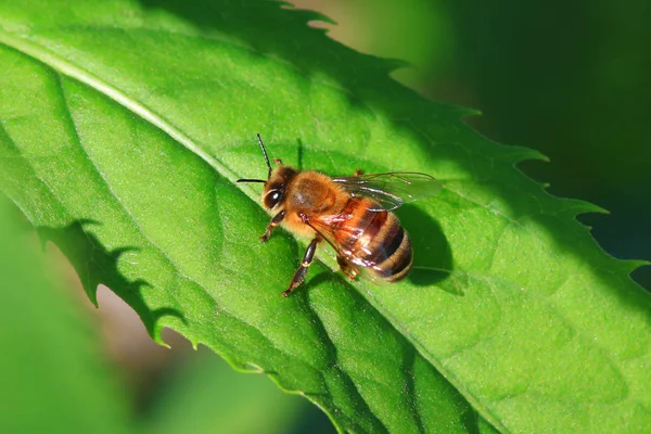 Close Shot Bee Leaf — Stock Photo, Image