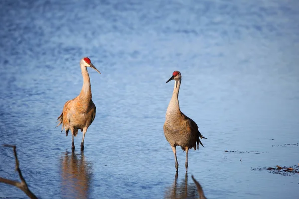 Two Sand Hill Cranes Marsh Land — Stock Photo, Image