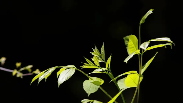 Foglie Appena Cresciute Sul Ramo Albero Primavera — Foto Stock