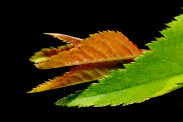 Extrema Toma Cerca Hojas Frescas Primavera —  Fotos de Stock