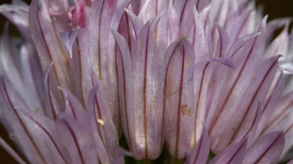 Close Tiro Pétalas Flores Silvestres Rosa — Fotografia de Stock