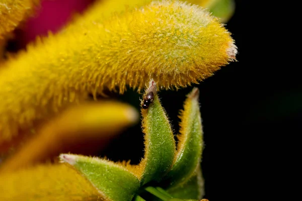 黒い背景に対する新鮮な花の芽や昆虫 — ストック写真