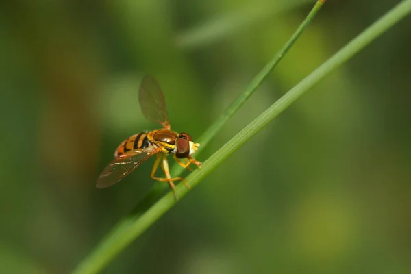 Extremo Primer Plano Tiro Mosca — Foto de Stock