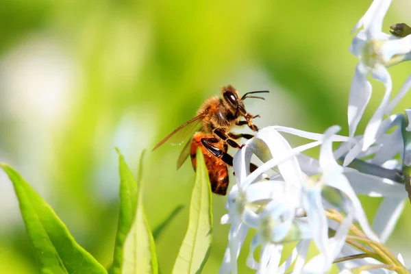 Bliska Strzał Pszczoła Kwiat — Zdjęcie stockowe