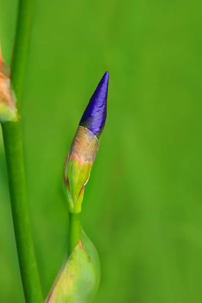 Iris Fleur Bourgeon Plan Rapproché — Photo