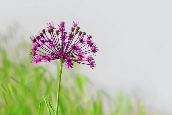 Allium Virág Lövés Közelről — Stock Fotó