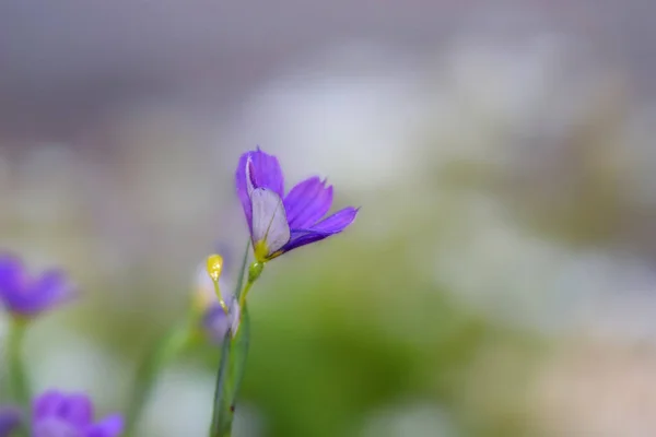 Azul Olho Grama Flor Close Tiro — Fotografia de Stock