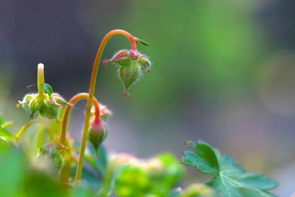 Fleurs Sauvages Lungwart Printemps Fleurir Dans Prairie — Photo