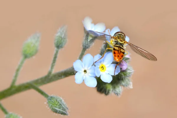 Insekt Glömma Nots Blommor Ses Sommartid — Stockfoto