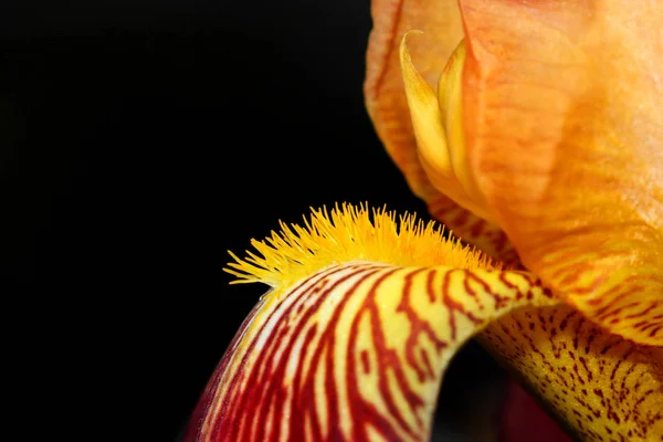 Innendetails Der Bunten Irisblume — Stockfoto