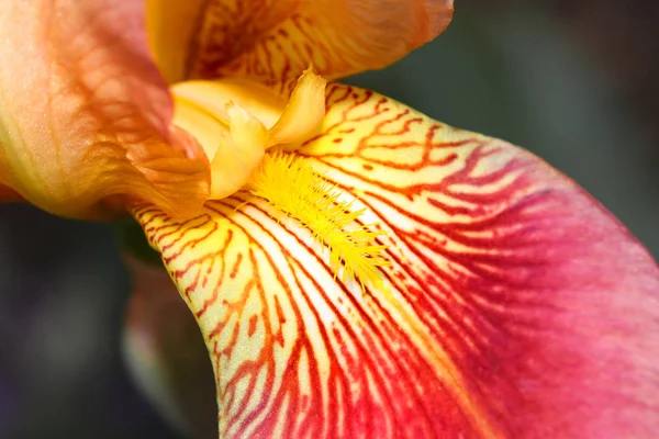 Szczegóły Wnętrza Kolorowego Kwiatu Tęczówki — Zdjęcie stockowe