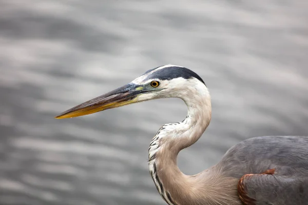 Wysoki Stary Niebieski Czapon Ptaków Polowania Jeziorze — Zdjęcie stockowe