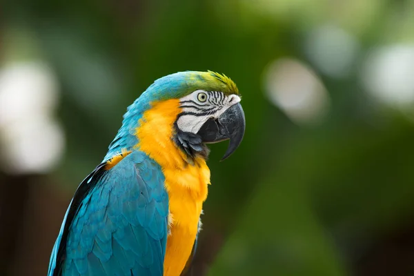 Macaw Ptak Bliska Strzał — Zdjęcie stockowe