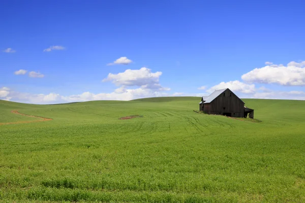Амбар Посреди Холмов Пшеничными Полями — стоковое фото